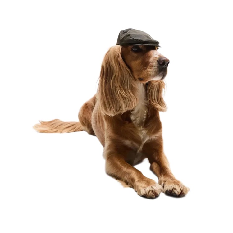 dog-cap-lifestyle.jpg