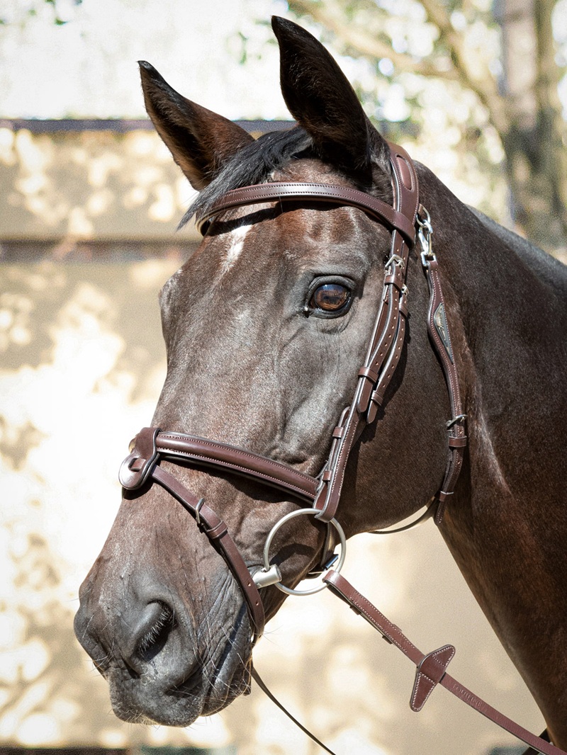 Equiline Anatomical Bridle